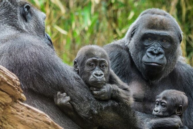 Bronx Zoo Admission Ticket - Why the Bronx Zoo takes more than a quick morning