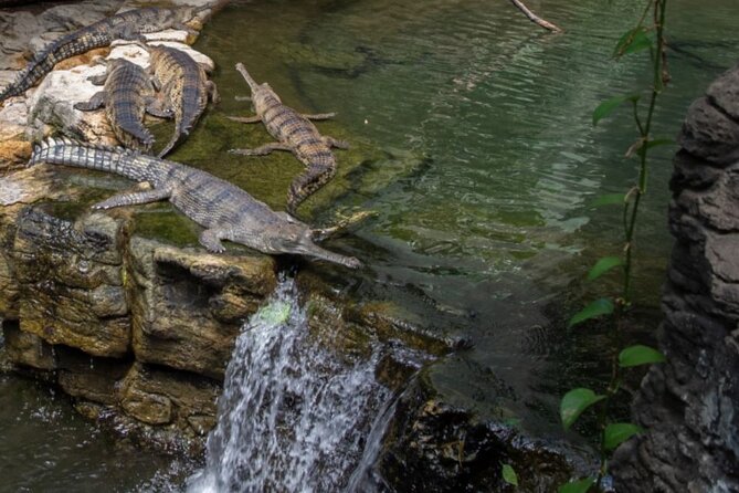 Bronx Zoo Admission Ticket - Expect a lot of walking across 265 acres