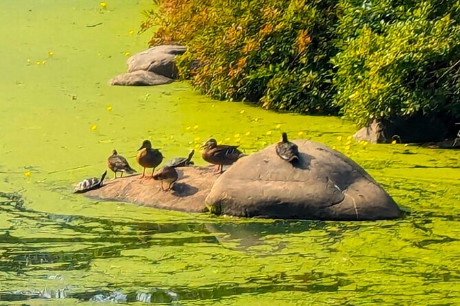 Brooklyn’s Oasis: Audio Guide to Prospect Park - Fallkill Falls and a quieter corner of the route