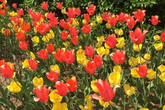 Central Park and Upper East Side Walking Tour - Starting at Pulitzer Fountain beside the Plaza Hotel
