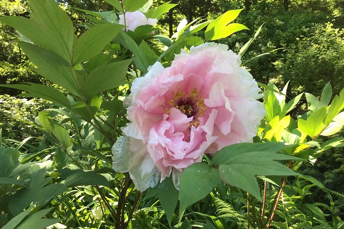 Central Park Guided Walking Tour - The Ramble, wildlife, and designed nature