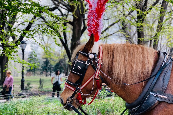 Central Park Horse and Carriage Rides - The driver can make or break the ride