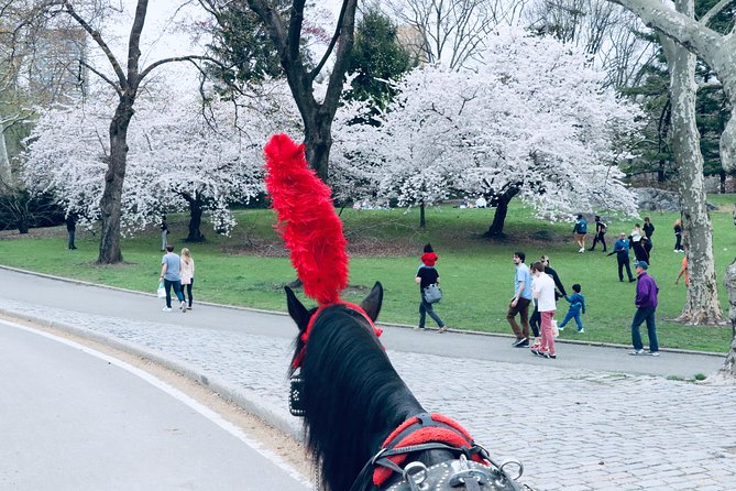 Central Park Horse Carriage Ride Short Loop (Up to 4 Adults)) - How the experience handles bad weather and cancellations