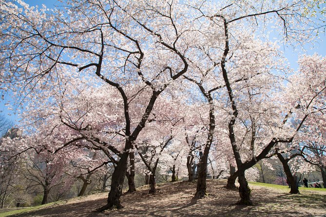 Central Park Photography Tour with Local Photographer - Naumburg Bandshell and Central Park views