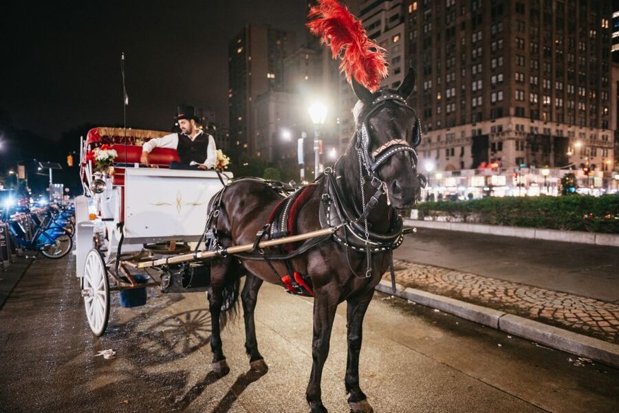 Central Park, Rockefeller & Times Carriage Ride (4 Adults) - Who will enjoy this New York outing most?
