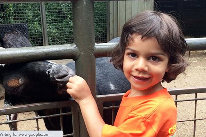 Central Park Zoo Admission Ticket with 4D Theater Access - Sea lions bring reliable action outdoors
