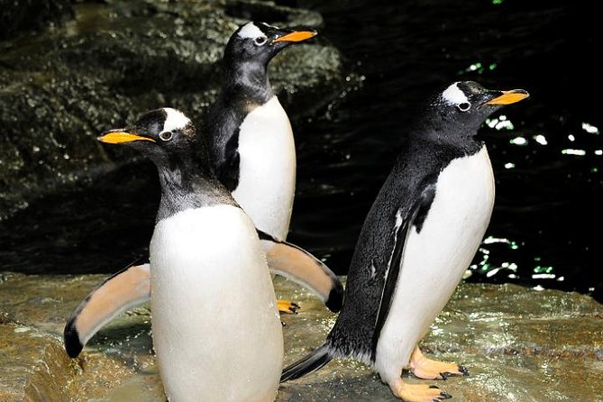 Central Park Zoo Admission Ticket with 4D Theater Access - Temperate Territory focuses on unusual favorites