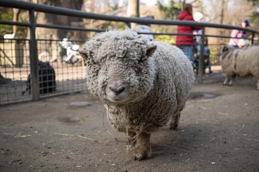 Central Park Zoo Entry Ticket - Is the $22 Ticket Good Value?