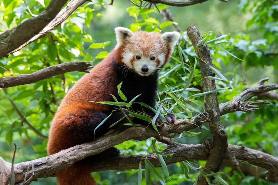 Central Park Zoo Entry Ticket - Starting in the Tropic Zone