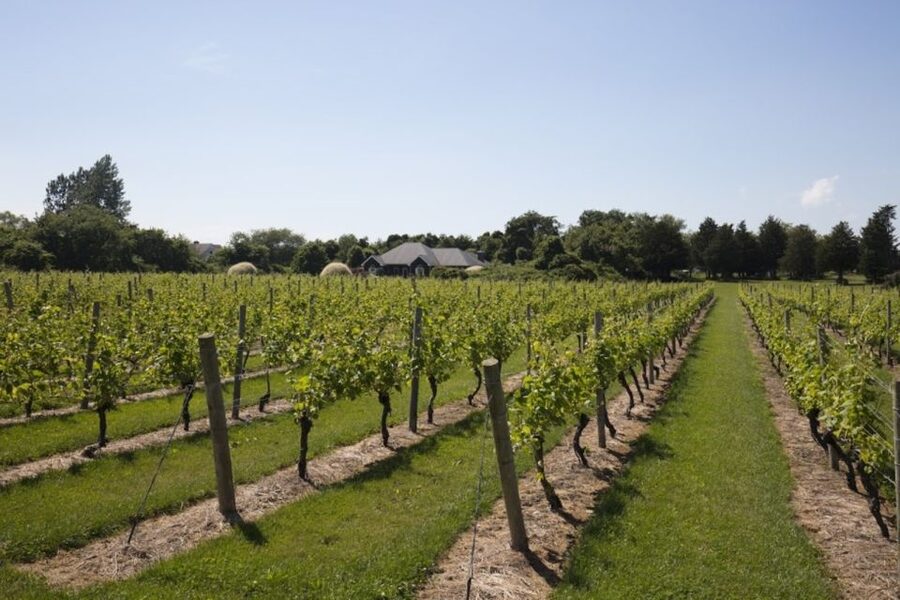 From NYC: Hamptons, Sag Harbor, and Outlet Shopping Day Trip - From Manhattan towers to Long Island meadows