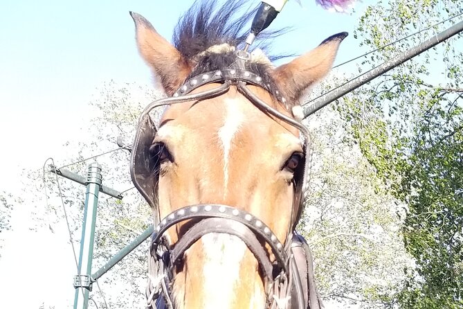 Full loop Private Horse Carriage Ride in Central Park 45 Minutes - Why a carriage is a smart way to see Central Park