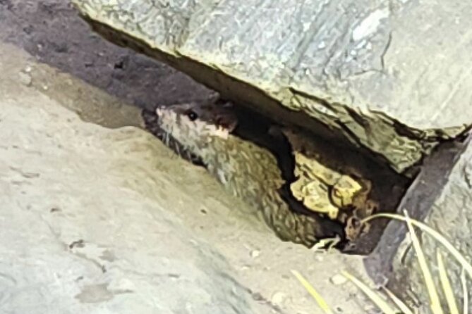 Garbage and Rats in New York City Walking Tour - Key points to know before you book