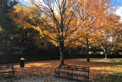 Harlem Walking Tour: Mount Morris Park Historic District w/ Lunch