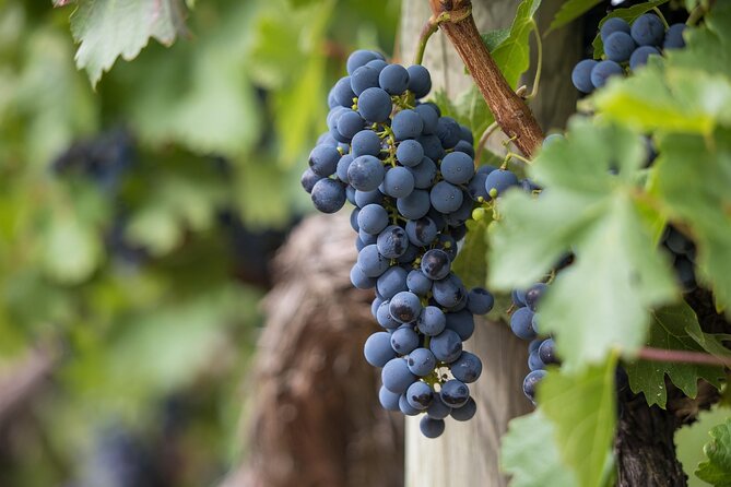 Long Island Wine Tour North Fork Sights Bites Flights Half Day AM - New Suffolk: oysters followed by chocolate