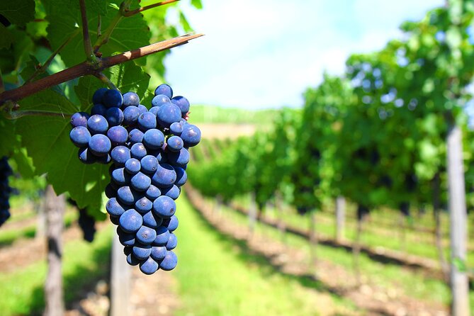 Long Island Winery Tour - What the small set of ratings tells you