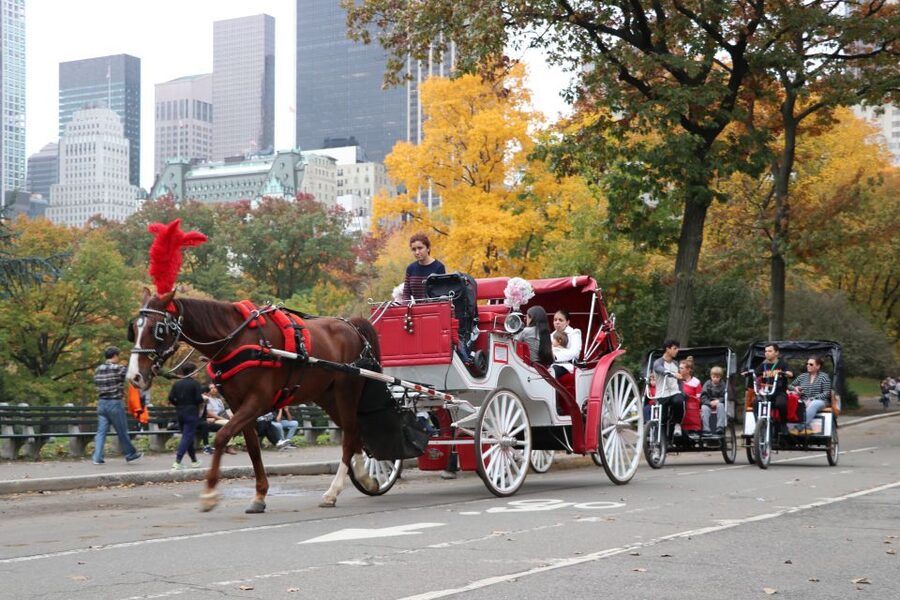 Manhattan: VIP Private Horse Carriage Ride in Central Park - The first minutes on the carriage