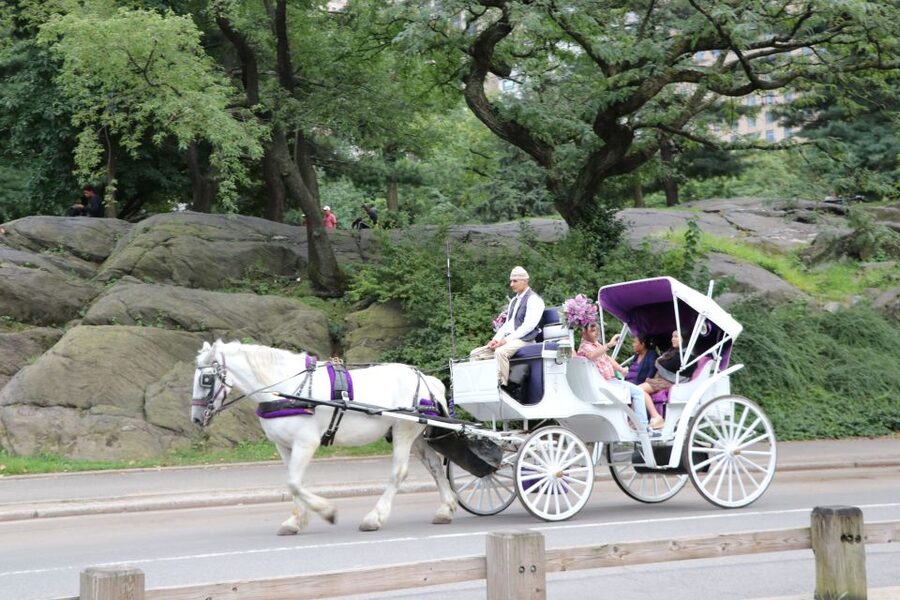 Manhattan: VIP Private Horse Carriage Ride in Central Park - A short history lesson without the classroom
