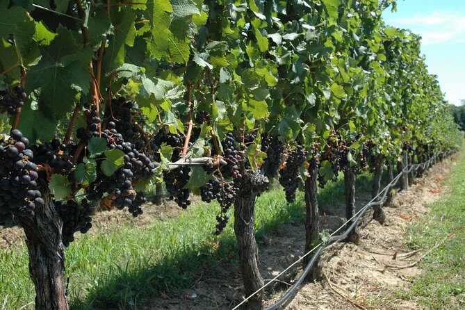 Mattituck New York Guided Farm and Wine Country Bike Tour - A beach stop with olive oil and vinegar