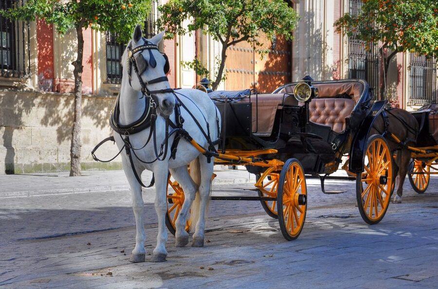 New York: Carriage Ride in Central Park - The horse welfare question