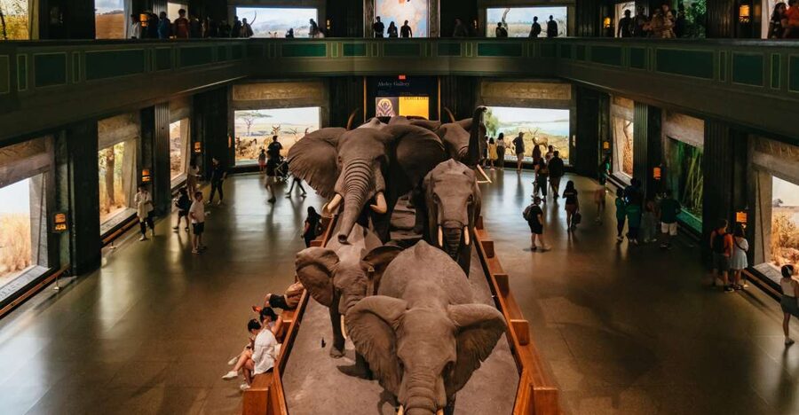 New York City: American Museum of Natural History Ticket - Why this museum deserves a full day