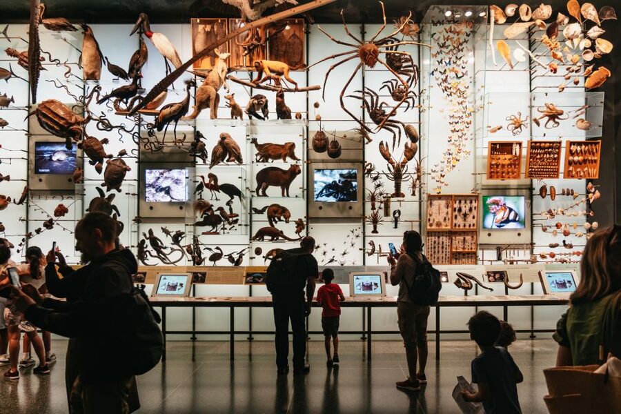 New York City: American Museum of Natural History Ticket - Dinosaurs, fossils, and the museum’s biggest draw