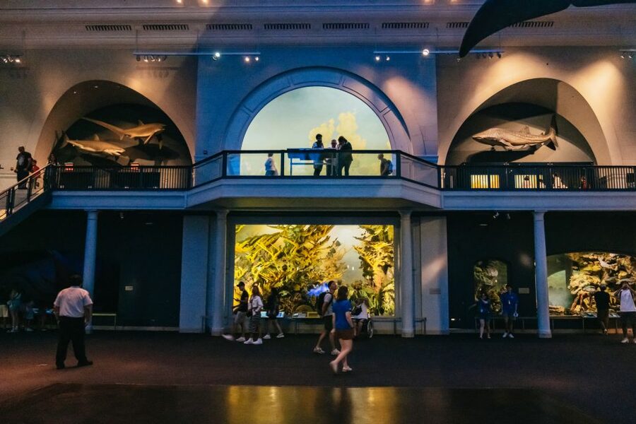 New York City: American Museum of Natural History Ticket - Is the $37 ticket good value?