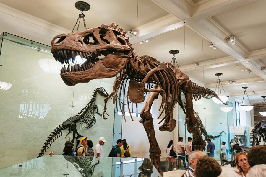 New York City: American Museum of Natural History Ticket - Getting your bearings among 40-plus halls