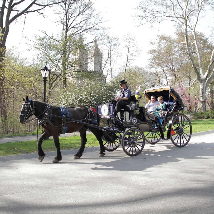 New York City: Central Park Horse Carriage 25-min Ride - Key points before you book