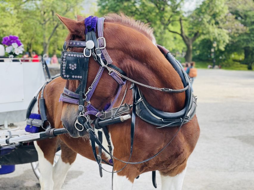 New York City: Central Park Private Horse and Carriage Tour - Balto, Fifth Avenue, and the Upper East Side