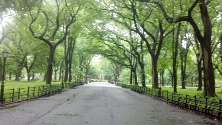 New York City: Central Park Walking Tour - Why a guide helps in a park this large