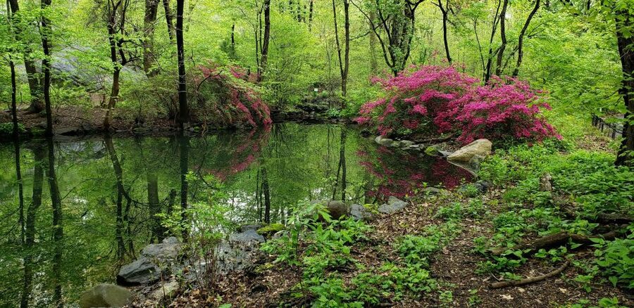 New York City: Central Park Walking Tour - Famous movie locations with real context