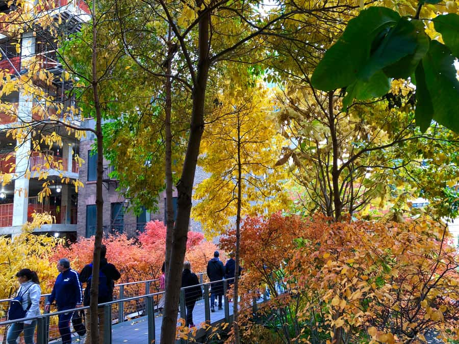New York City: High Line Walking Tour - What the guides add to the walk