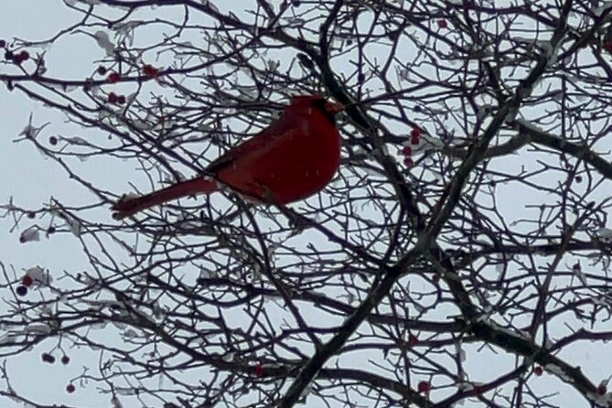 NYC Beginner Private Birdwatching Tour - Key points to know before you book