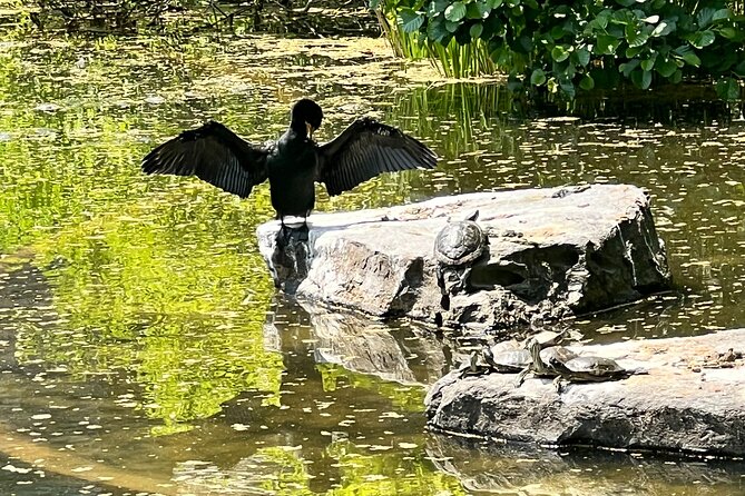 NYC Beginner Private Birdwatching Tour - Understanding Central Park migration seasons