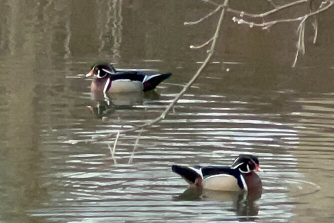 NYC Beginner Private Birdwatching Tour - Spending an hour in The Ramble