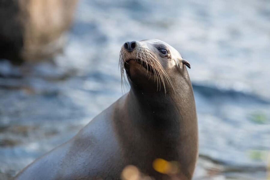 NYC: Bronx Zoo Entry Ticket - Key points for planning your Bronx Zoo day