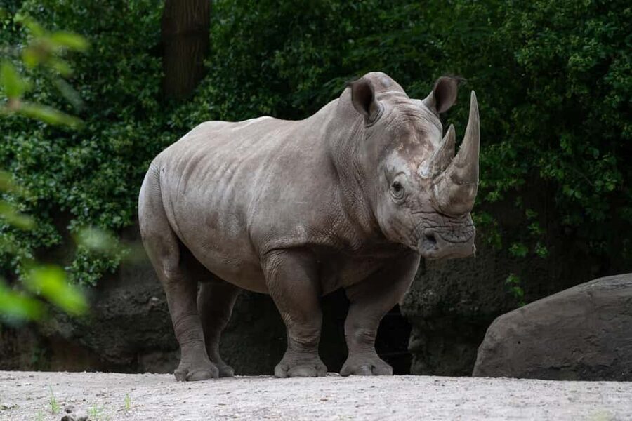 NYC: Bronx Zoo Entry Ticket - What a $37 Bronx Zoo ticket really buys you