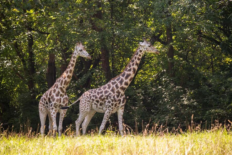 NYC: Bronx Zoo Entry Ticket - Start with the animals that need the most time