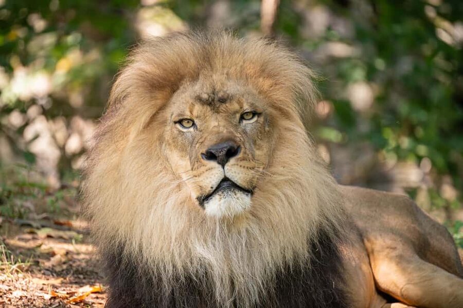 NYC: Bronx Zoo Entry Ticket - Tiger Mountain and the African Plains