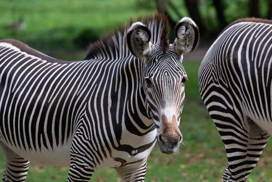 NYC: Bronx Zoo Entry Ticket - Himalayan Highlands and Wild Asia