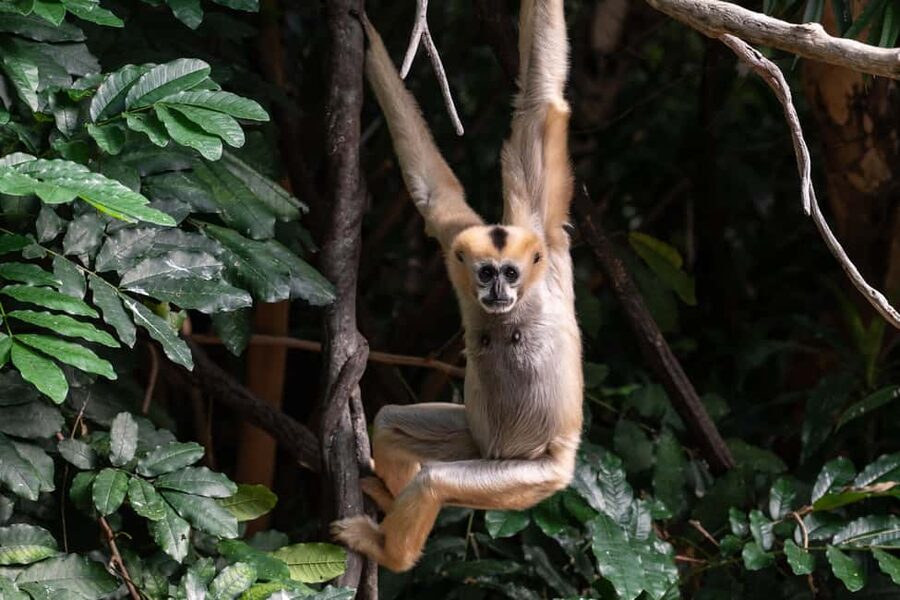 NYC: Bronx Zoo Entry Ticket - JungleWorld offers a break from the weather