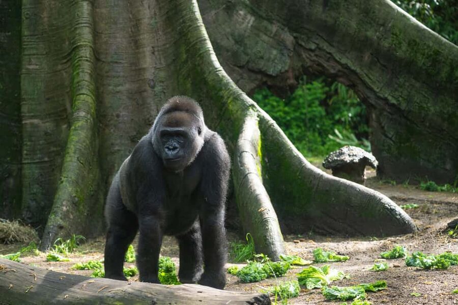 NYC: Bronx Zoo Entry Ticket - World of Darkness after its 2025 reopening