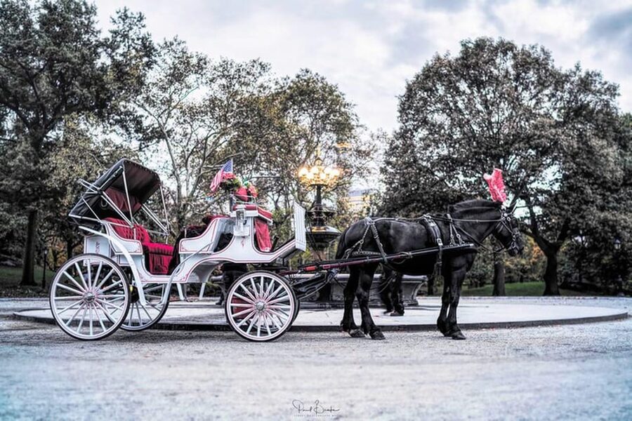 NYC: Central Park Christmas Lights Horse-Drawn Carriage Ride - The Private Group Makes the Price Easier to Judge