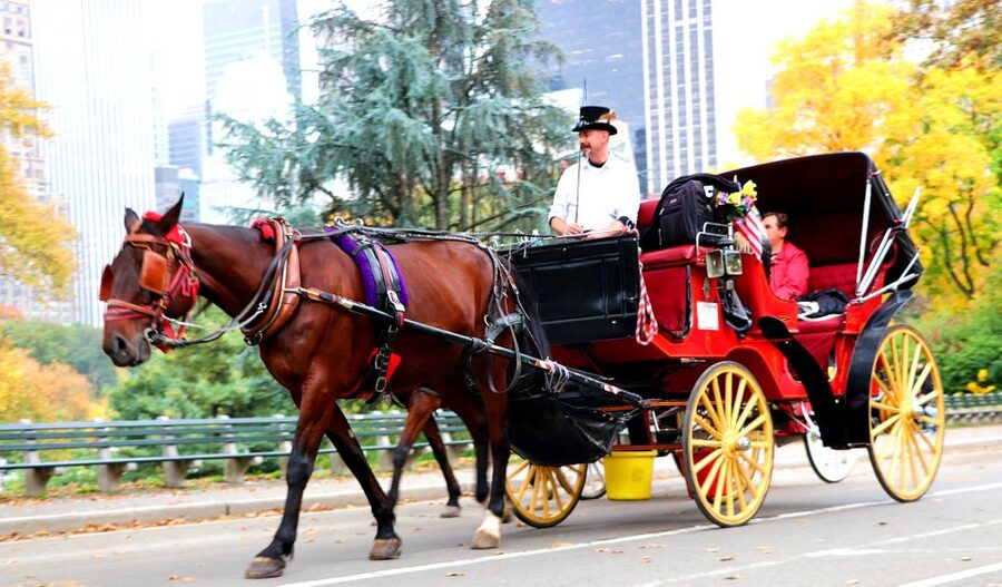 NYC: Central Park Horse-Drawn Carriage Ride (up to 4 Adults) - Comfort, weather, and practical limits