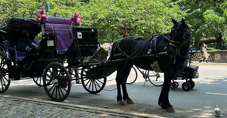 NYC Empire State Horse Carriage Ride in Central Park(45mins) - What the driver adds to the ride