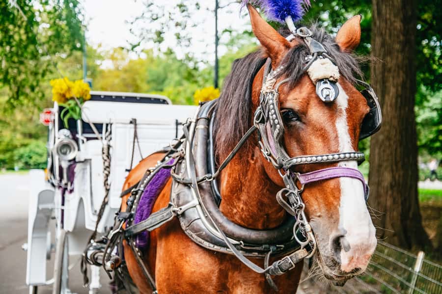 NYC: Guided Central Park Horse Carriage Ride - Why a horse carriage works well in Central Park