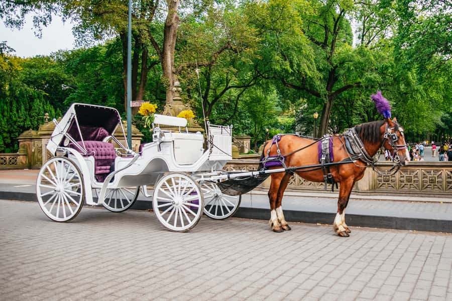 NYC: Guided Central Park Horse Carriage Ride - Winter blankets, rain, and evening rides