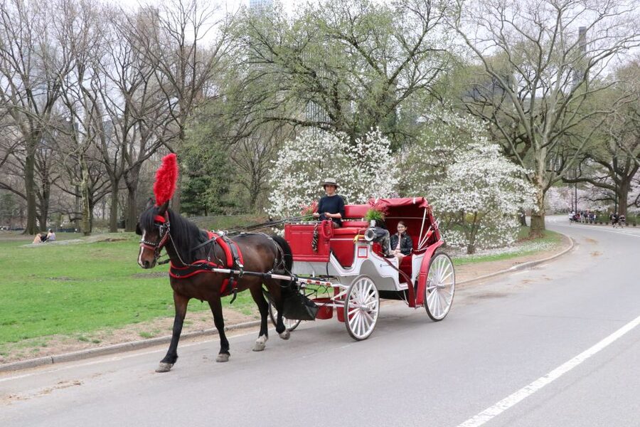 NYC: Guided Standard Central Park Carriage Ride (4 Adults) - Meeting at the Martí Statue on Sixth Avenue
