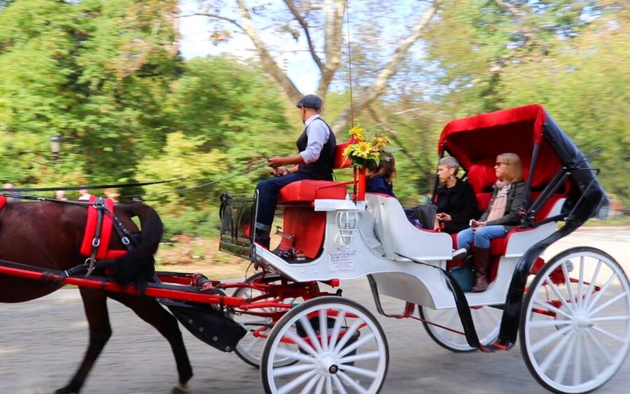 NYC: Guided Standard Central Park Carriage Ride (4 Adults) - A quick, comfortable look at Central Park