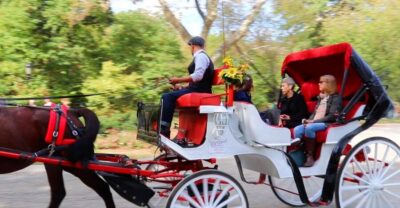Guided Standard Central Park Carriage Ride (4 Adults)
